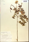 000015474-thumbnail.jpg