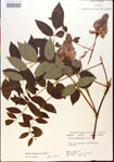 000015476-thumbnail.jpg