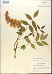 000015477-thumbnail.jpg