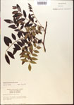 000015478-thumbnail.jpg