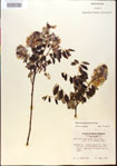 000015479-thumbnail.jpg
