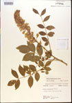 000015481-thumbnail.jpg