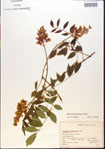 000015484-thumbnail.jpg
