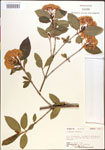 000015823-thumbnail.jpg