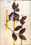 000015824-thumbnail.jpg
