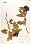 000015836-thumbnail.jpg