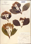 000015838-thumbnail.jpg