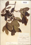 000015845-thumbnail.jpg