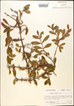 000015881-thumbnail.jpg
