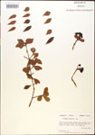 000015883-thumbnail.jpg