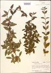 000015884-thumbnail.jpg