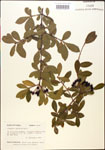 000015885-thumbnail.jpg