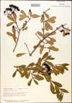 000015891-thumbnail.jpg
