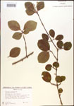 000015913-thumbnail.jpg