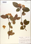 000015915-thumbnail.jpg