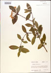 000015916-thumbnail.jpg