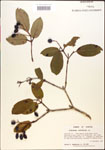 000015920-thumbnail.jpg