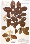 000015922-thumbnail.jpg
