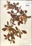 000015928-thumbnail.jpg