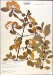000015929-thumbnail.jpg