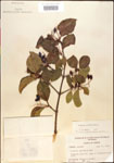 000015930-thumbnail.jpg
