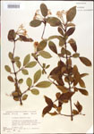 000015931-thumbnail.jpg