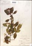 000015932-thumbnail.jpg