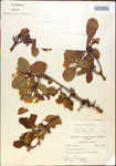 000015934-thumbnail.jpg