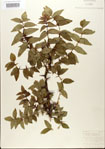 000021682-thumbnail.jpg