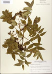 000021685-thumbnail.jpg