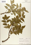 000021686-thumbnail.jpg