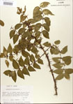 000021688-thumbnail.jpg