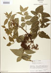 000021689-thumbnail.jpg