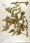 000021693-thumbnail.jpg