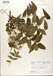 000021700-thumbnail.jpg