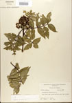 000021702-thumbnail.jpg