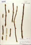 000021703-thumbnail.jpg