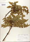 000021704-thumbnail.jpg