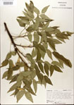 000021705-thumbnail.jpg