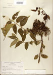 000021706-thumbnail.jpg