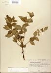 000021707-thumbnail.jpg