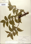 000021708-thumbnail.jpg