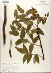 000021709-thumbnail.jpg