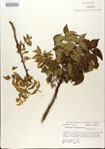 000021715-thumbnail.jpg