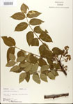 000021717-thumbnail.jpg