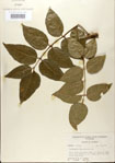 000021718-thumbnail.jpg