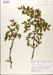 000024350-thumbnail.jpg