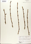 000024351-thumbnail.jpg