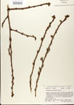 000024352-thumbnail.jpg