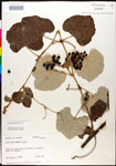 000025678-thumbnail.jpg